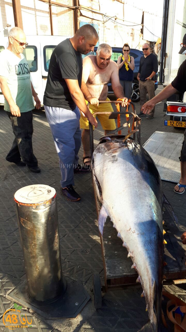 tuna fish yaffa (10).jpg